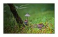 /album/makro/hribik-jpg/