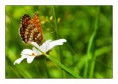 /album/makro/motyl-jpg/