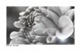 /album/flower-collection/flower-jpg/