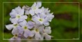 /album/flower-collection/flloowww-jpg/
