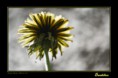 /album/flower-collection/dandelion-jpg/