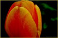 /album/flower-collection/tulipan-jpg/