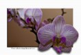 /album/flower-collection/orchidea-jpg/