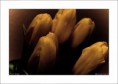 /album/flower-collection/tulipany-jpg/
