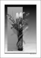 /album/flower-collection/kytica-jpg/