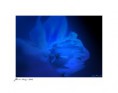 /album/flower-collection/blue-jpg1/