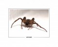 /album/makro/spider-jpg/