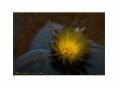 /album/flower-collection/motion-jpg/