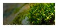 /album/flower-collection/mach-jpg/