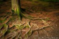 /album/priroda/nature-jpg/