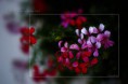 /album/flower-collection/flover-jpg/