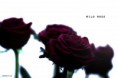 /album/flower-collection/wild-jpg/