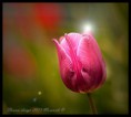 /album/flower-collection/tulip-jpg/